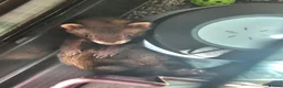 Ferret rodents for sale: EU cross ferret hob kit - 3 months old - Advert 2