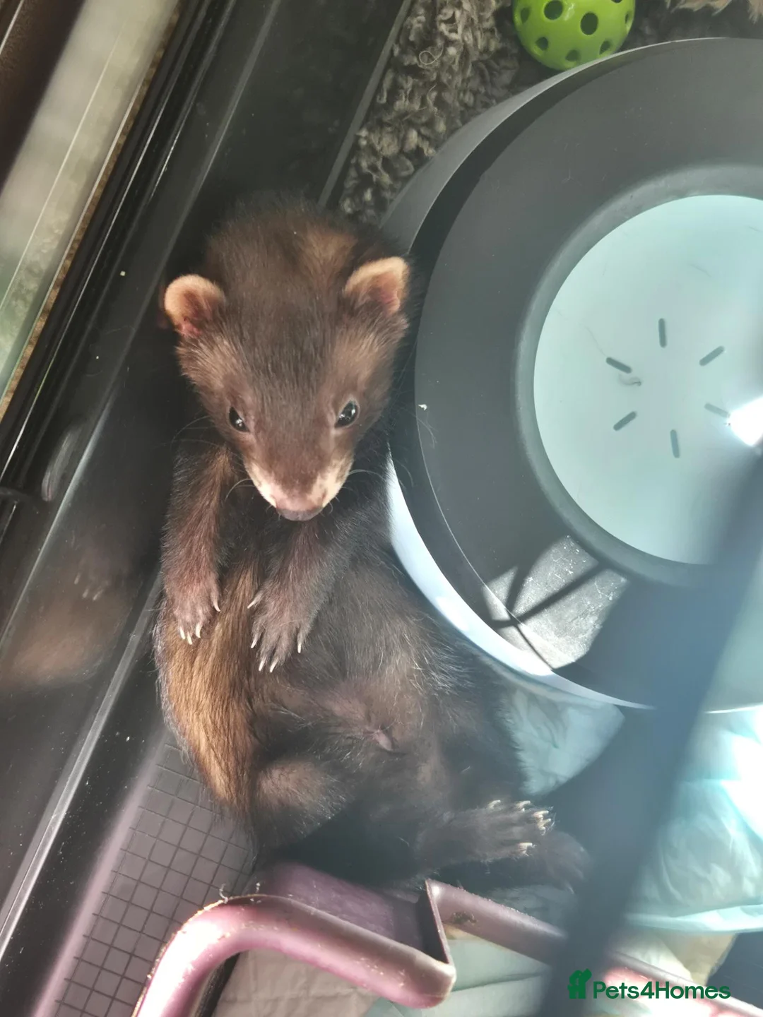 Ferret rodents for sale: EU cross ferret hob kit - 3 months old - Advert 2