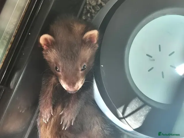 Ferret rodents for sale: EU cross ferret hob kit - 3 months old - Advert 2