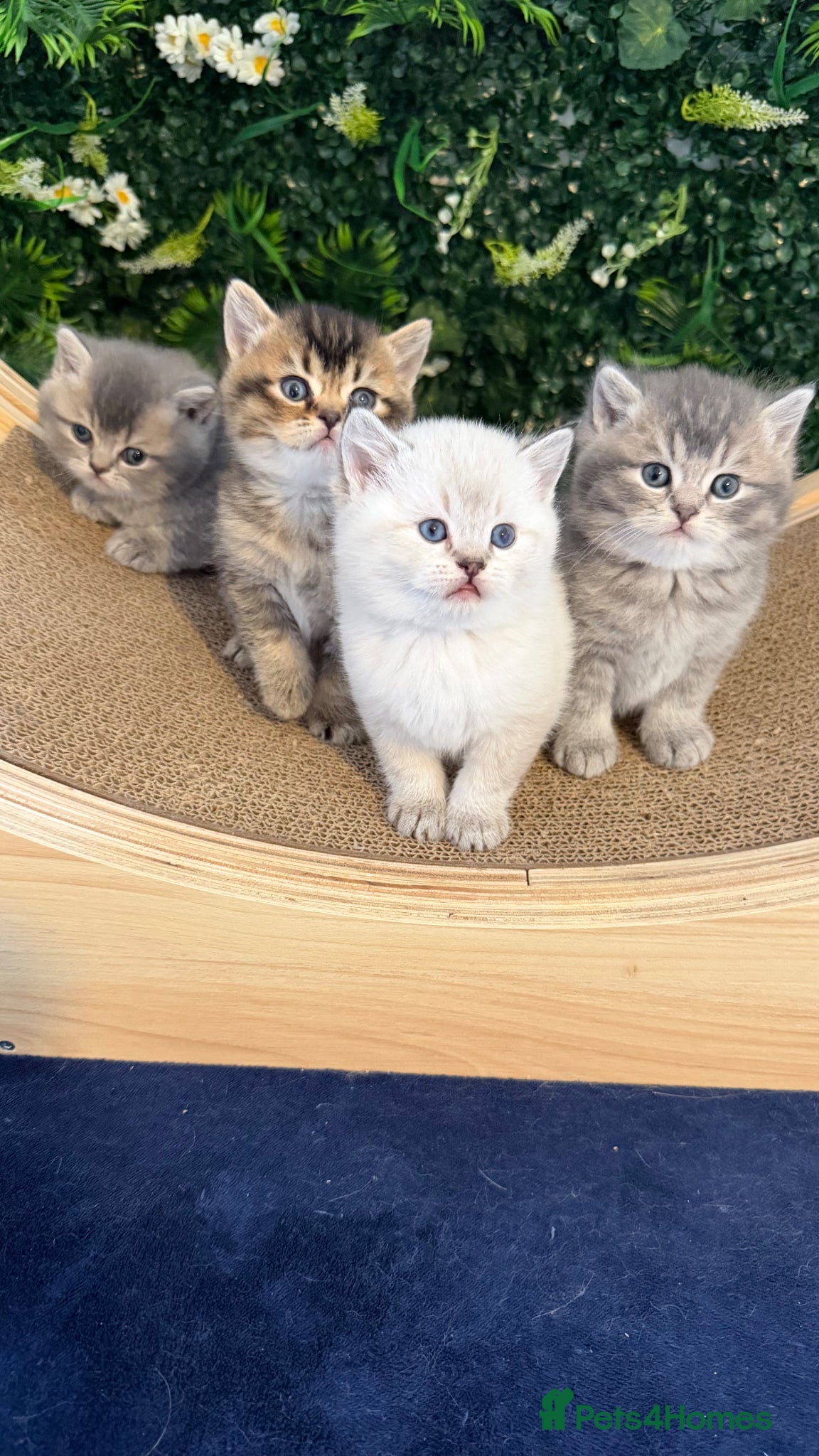 Scottish Fold cats 🏆 Champion Bloodlines Scottish Fold Kittens 🥇 - Advert 18