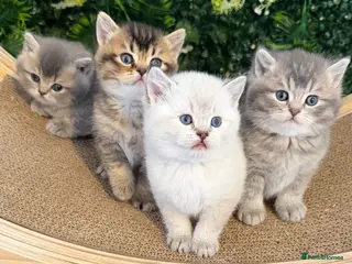 Scottish Fold cats 🏆 Champion Bloodlines Scottish Fold Kittens 🥇 - Advert 18