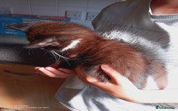 Mixed Breed cats for sale: 3 kittens, 9 weeks old, 1 male, 2 females - Image 2