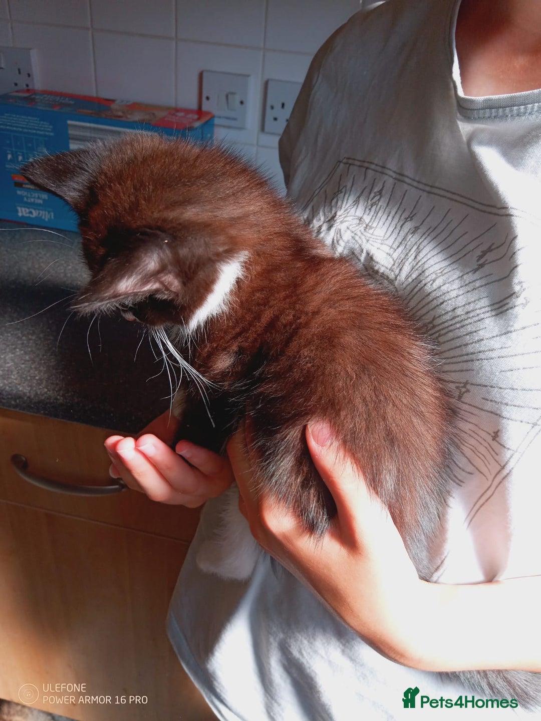 Mixed Breed cats for sale: 3 kittens, 9 weeks old, 1 male, 2 females - Image 2