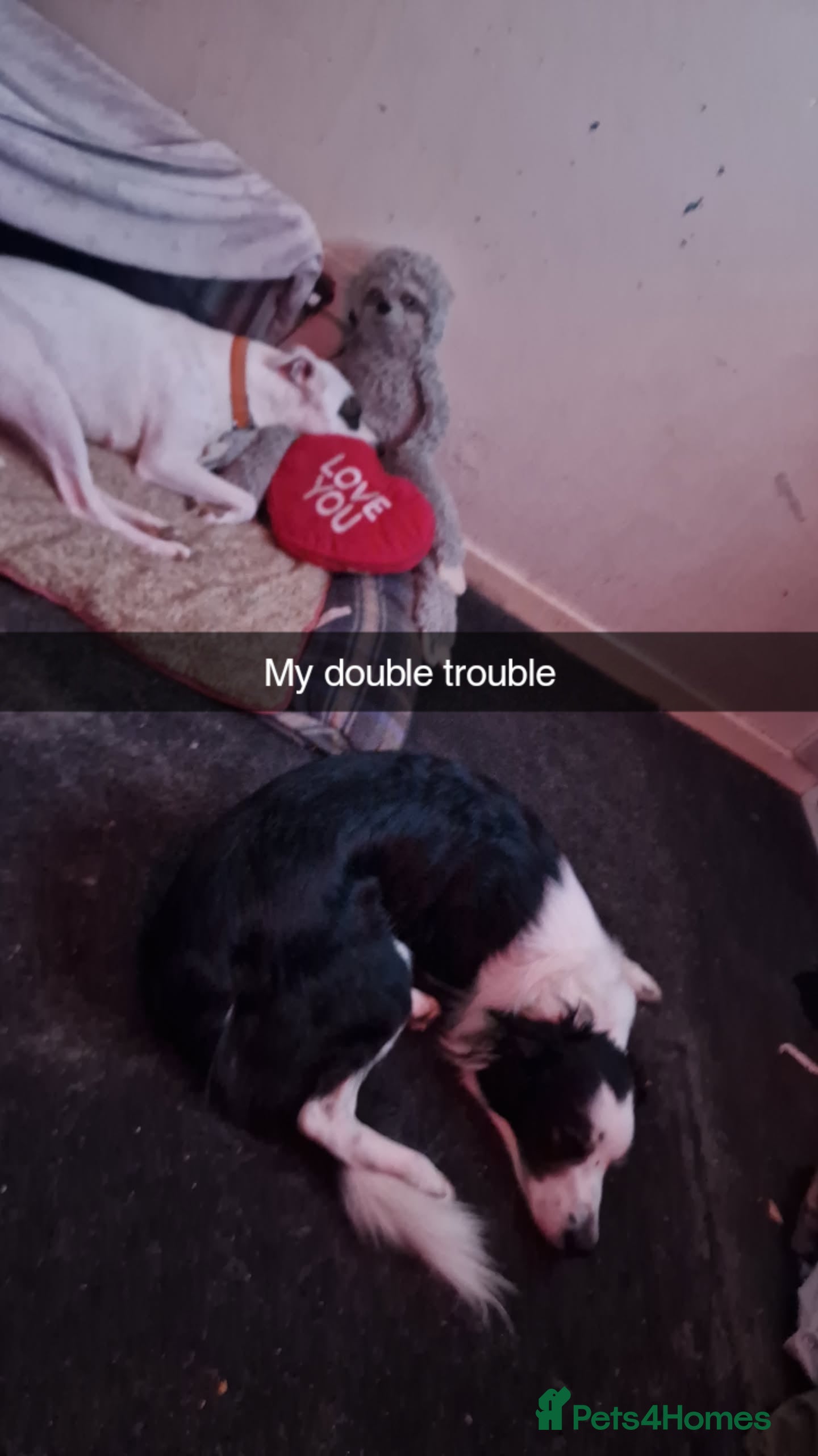 Mixed Breed dogs Staffy-lurcher Cross Border Collie  - Advert 8