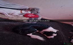 Mixed Breed dogs for sale: Staffy-lurcher Cross Border Collie  - Image 1