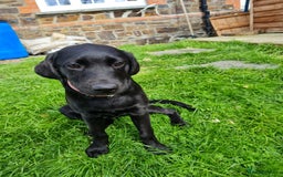 Labrador Retriever dogs for sale: Lovable, Quality KC black labradors  - Image 15