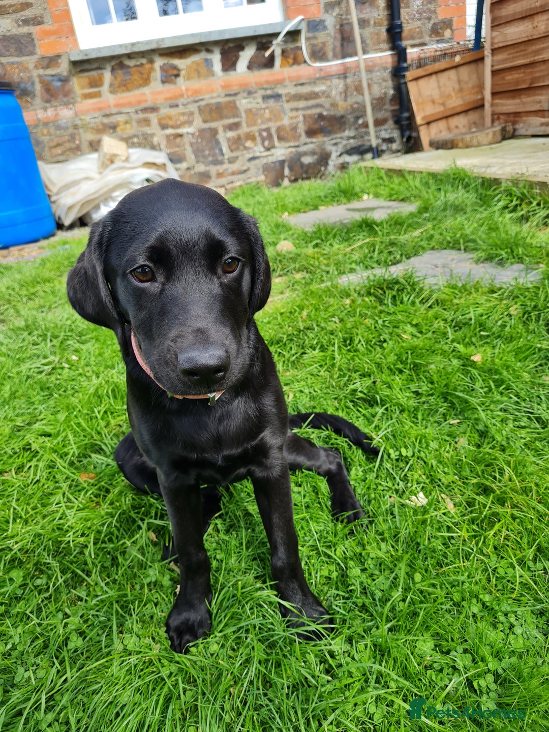 Labrador Retriever dogs for sale: Lovable, Quality KC black labradors  - Image 15