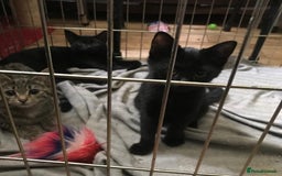 Mixed Breed cats for adoption: Kittens for adoption - Image 2