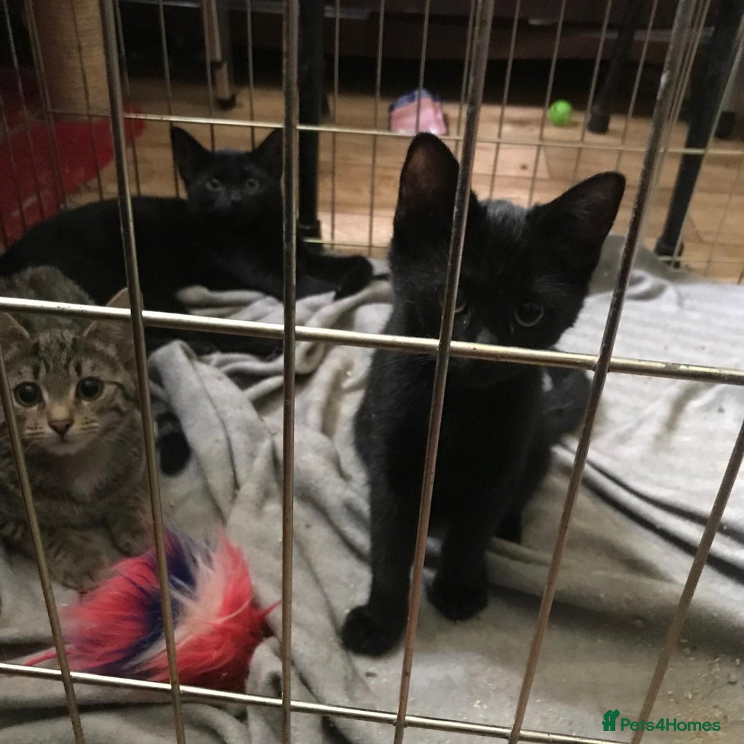 Mixed Breed cats for adoption: Kittens for adoption - Image 2