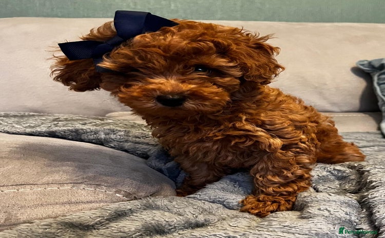 Toy Poodle dogs - Advert 12