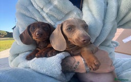 Miniature Dachshund dogs for sale: Boy miniature dashound  - Image 3