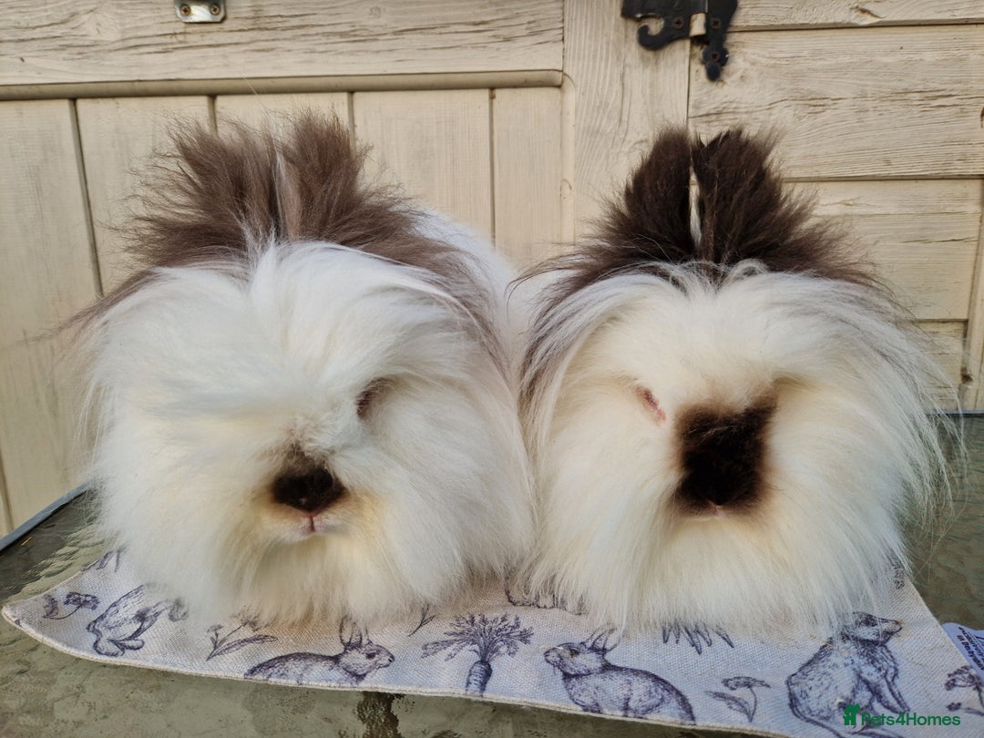 Gallery Image {{count}}