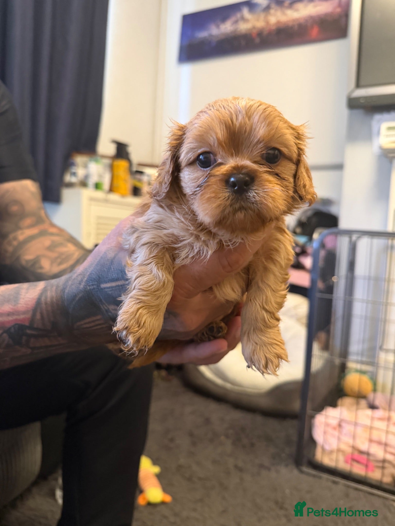 Cavalier King Charles Spaniel dogs Only 1 handsome male pup left  - Advert 2
