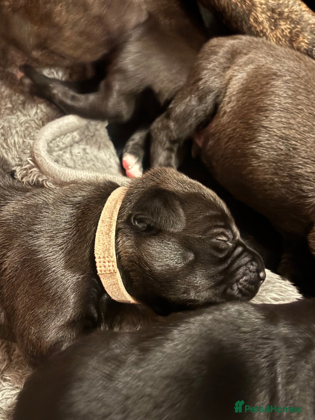 Mixed Breed dogs for sale: Beautiful Staffadors 4 weeks old  - Advert 7