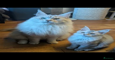Maine Coon cats - Advert 2