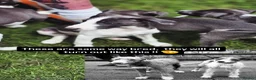 Mixed Breed dogs for sale: Bedlington whippets  - Advert 12