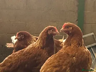 Chickens poultry Point of Lay Warren Chickens - Advert 3