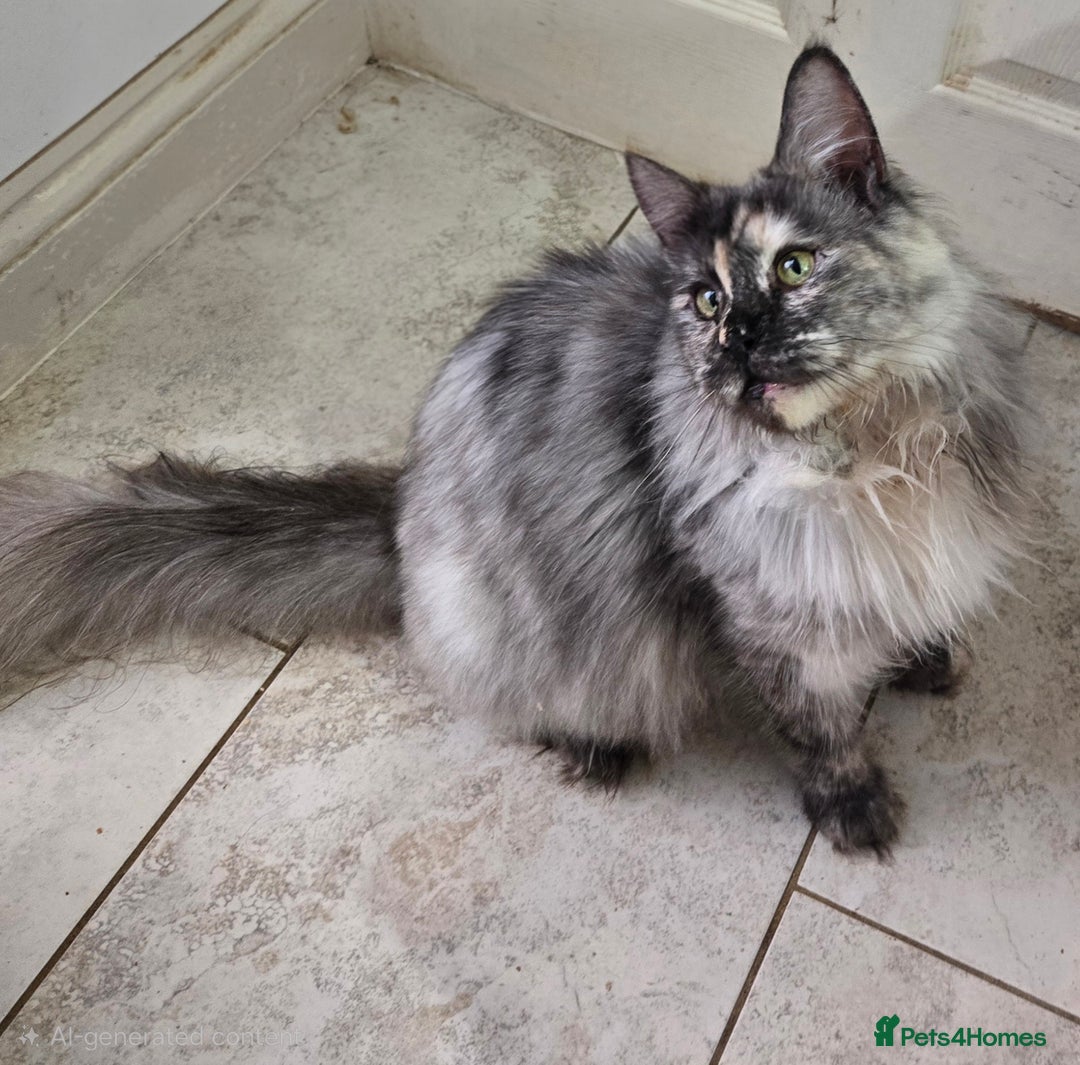 Maine Coon cats for sale: Stunning GCCF Maine Coon babies - Image 3