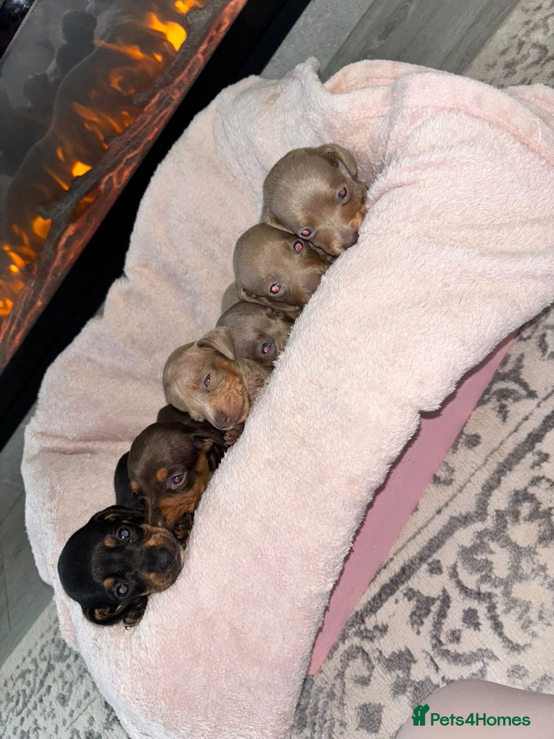 Dachshund dogs for sale: Dachshund puppies - Image 12
