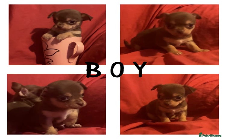 Chihuahua dogs - Advert 15