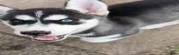 Siberian Husky dogs for sale: Siberian Husky Puppies  - Advert 10