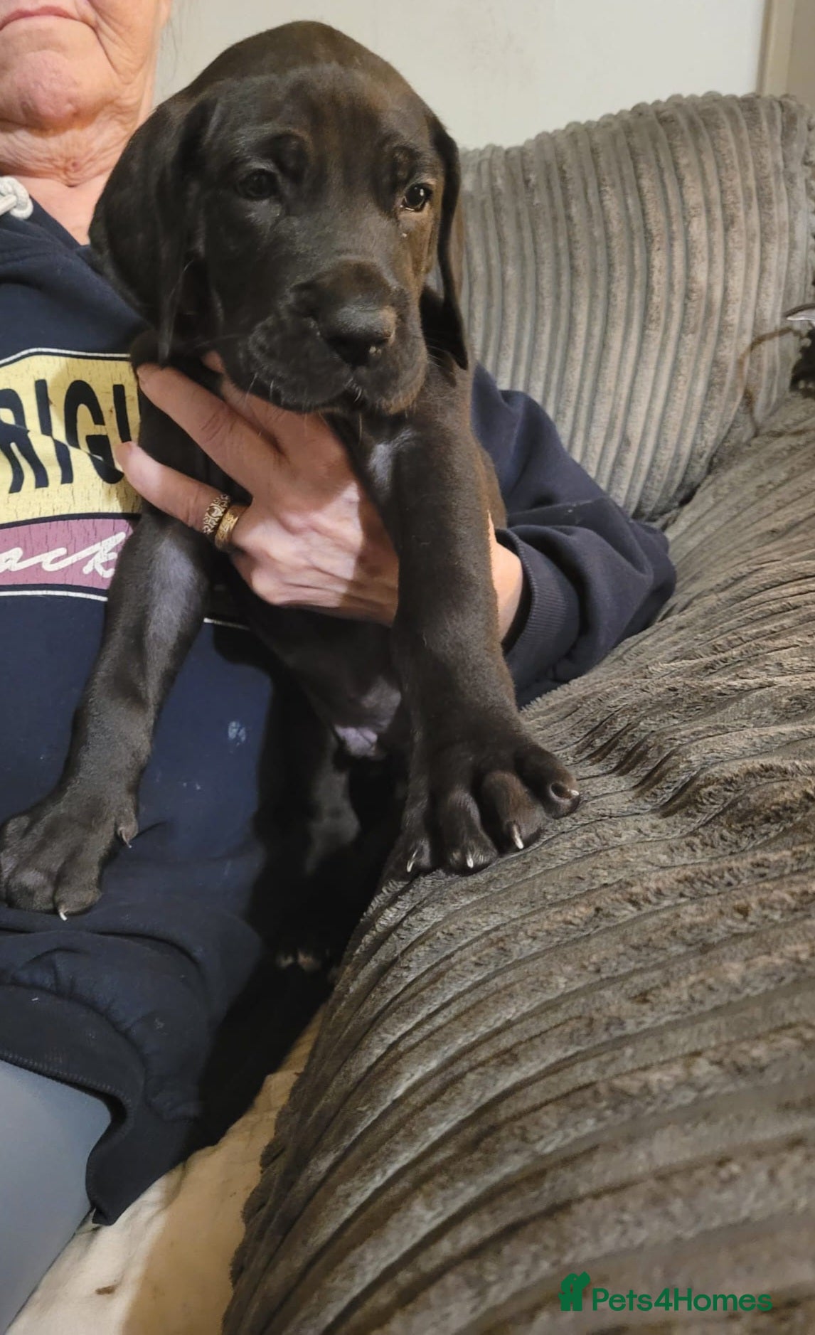 Great Dane dogs Magnificent litter of black great dane puppies - Advert 4