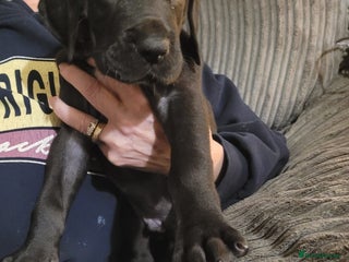 Great Dane dogs Magnificent litter of black great dane puppies - Advert 15