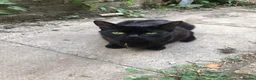 Mixed Breed cats for sale: Black fluffy kittens in London - Advert 1