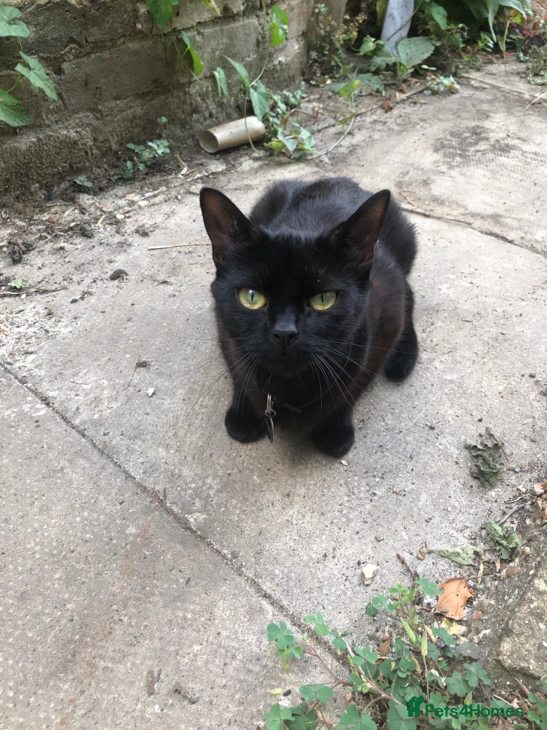 Mixed Breed cats for sale: Black fluffy kittens in London - Advert 1