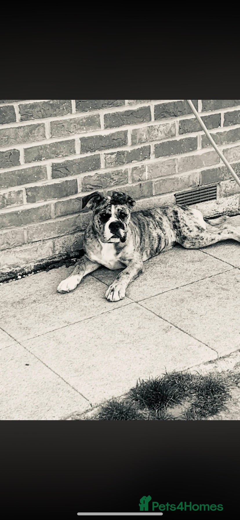Old Tyme Bulldog dogs Mya NEBBR Registered old thyme bulldog  - Advert 1