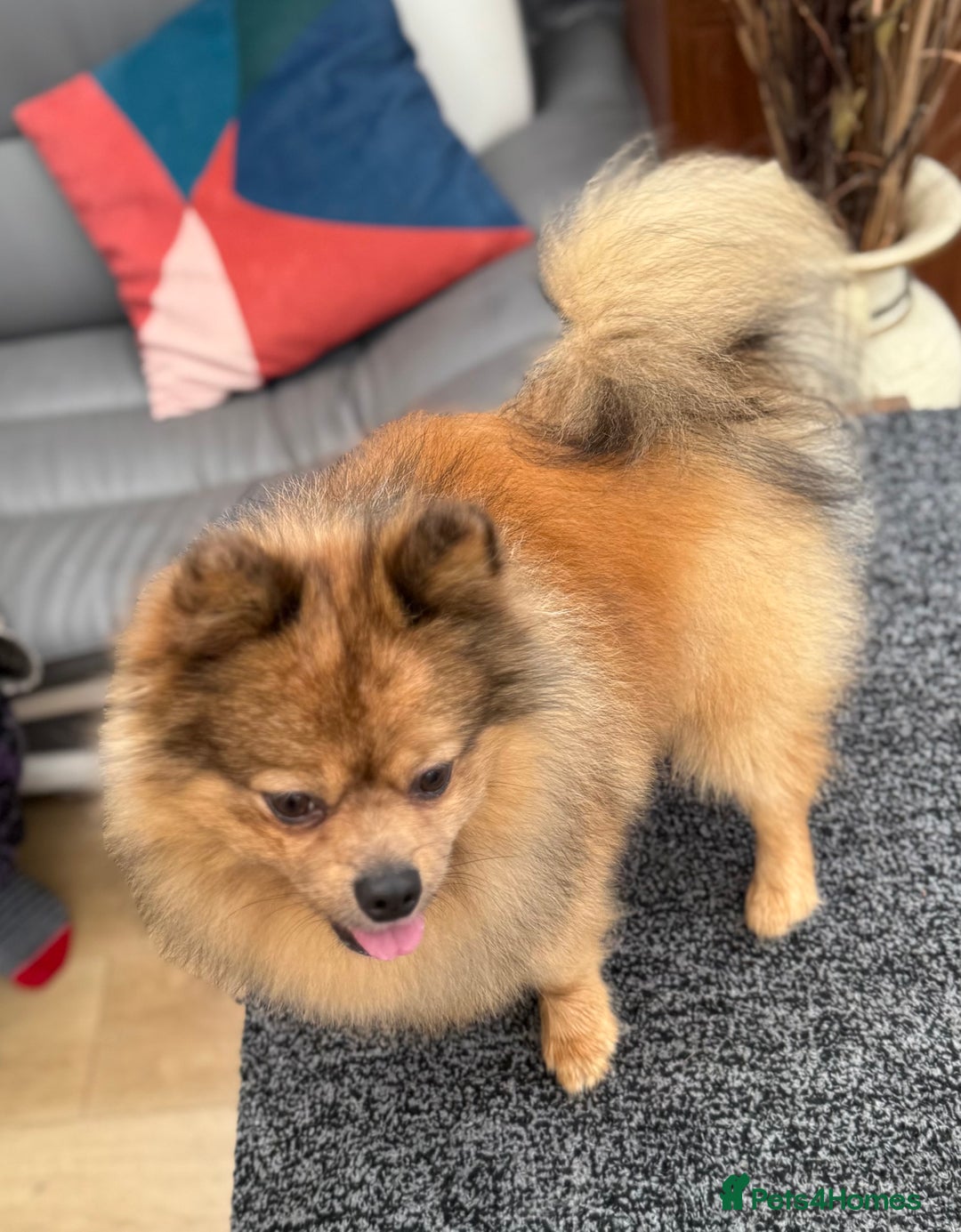 Pomeranian dogs for sale: Very fluffy Orange Sable Pomeranian boy  - Advert 26