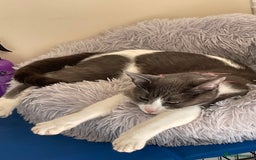 British Shorthair cats for sale: Town environment needed for Boo - Image 4