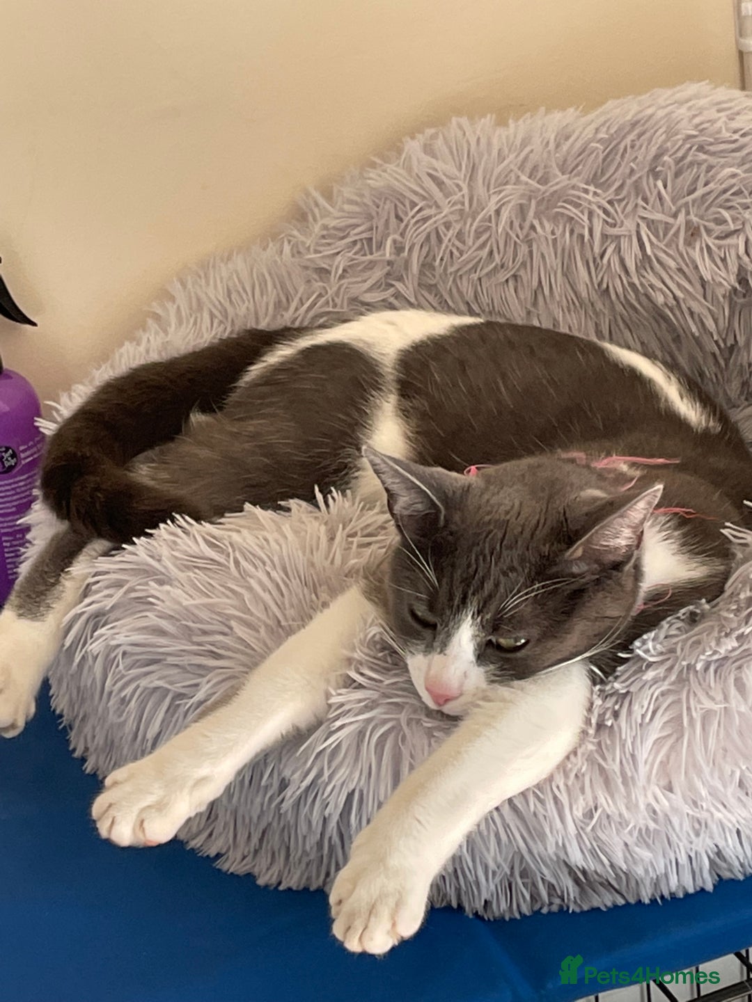 British Shorthair cats for sale: Town environment needed for Boo - Image 4