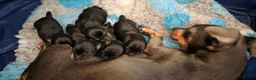 Jack Russell dogs for sale: Jack Russell Puppies for Sale - Advert 15