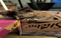 Maine Coon cats for sale: Main coon cross with British short hair - Image 22