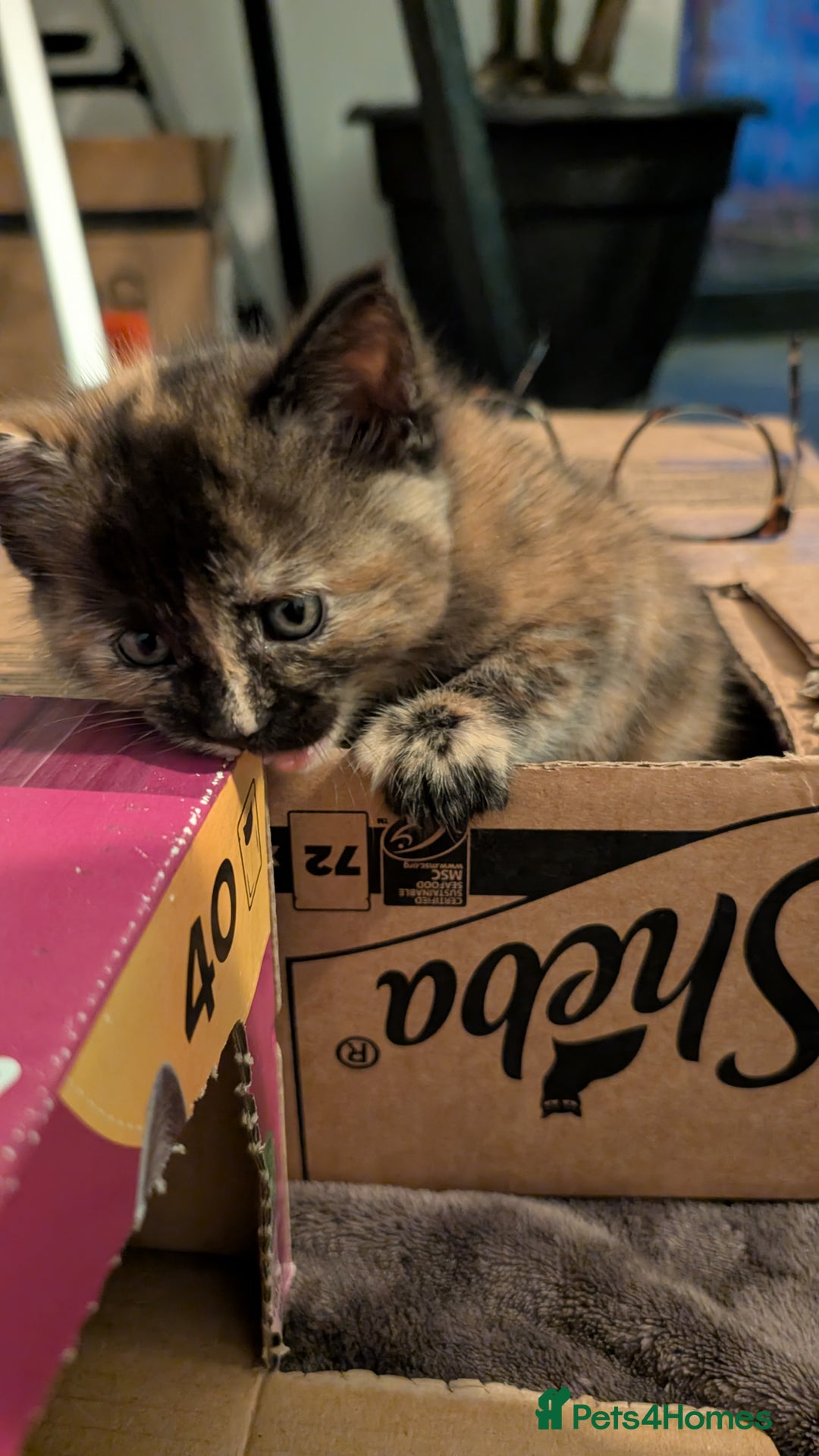 Maine Coon cats for sale: Main coon cross with British short hair - Image 22