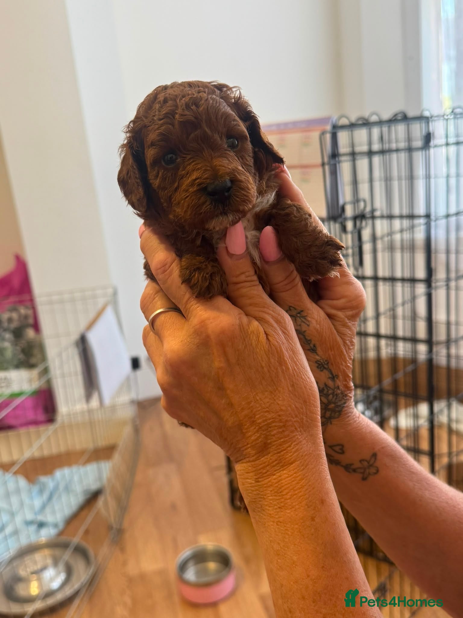 Toy Poodle dogs 🌟 Beautiful Toy Poodle Puppies 🌟 - Advert 18