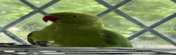 Ringnecks birds for sale: Two Beautiful Indian Ringnecks- READ DESCRIPTION  - Advert 9
