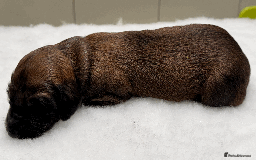 Afghan Hound dogs for sale: Afghan Hound Litter AVAILABLE - Image 11