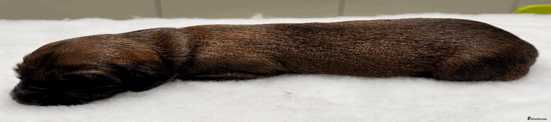 Afghan Hound Puppy 6