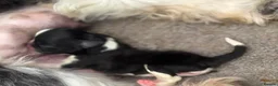 Shih Tzu dogs for sale: 9 beautiful Shih Tuz pups 🩷💙 - Advert 11