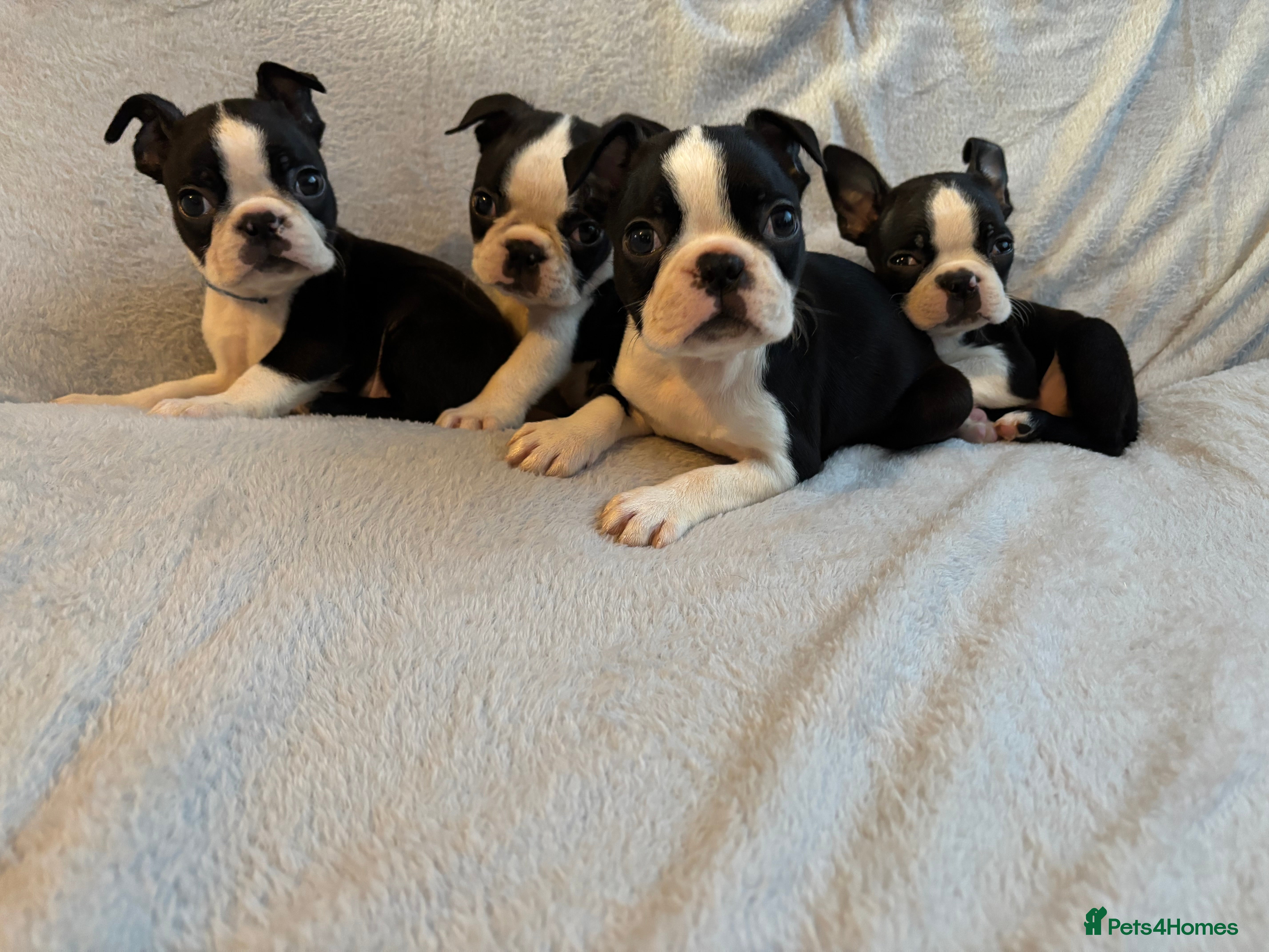 Boston Terrier dogs *Ready Now* Beautiful Boston Terrier Puppies  - Advert 4