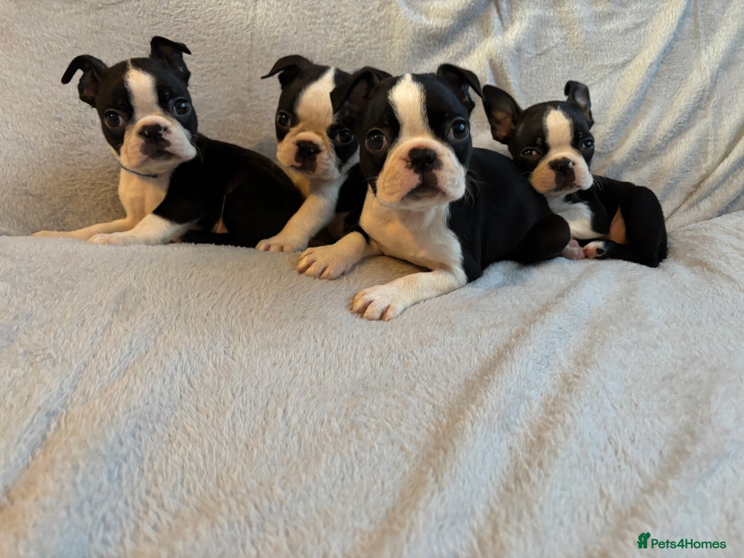Boston Terrier dogs for sale: *Ready Now* Beautiful Boston Terrier Puppies  - Advert 1