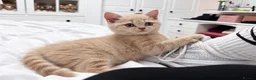 British Shorthair cats for sale: Stunning Cream British Shorthair girl - Advert 6