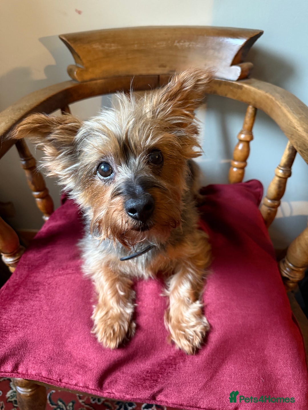 Yorkshire Terrier dogs for stud: Jasper the Yorkie for Stud - Image 1