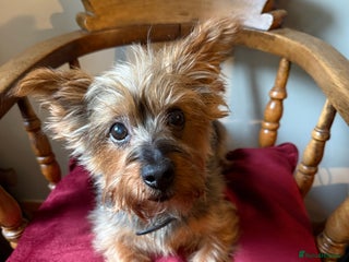 Yorkshire Terrier dogs - Advert 24