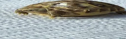 Tortoise reptiles for sale: Baby Horsefield tortoise  - Advert 4