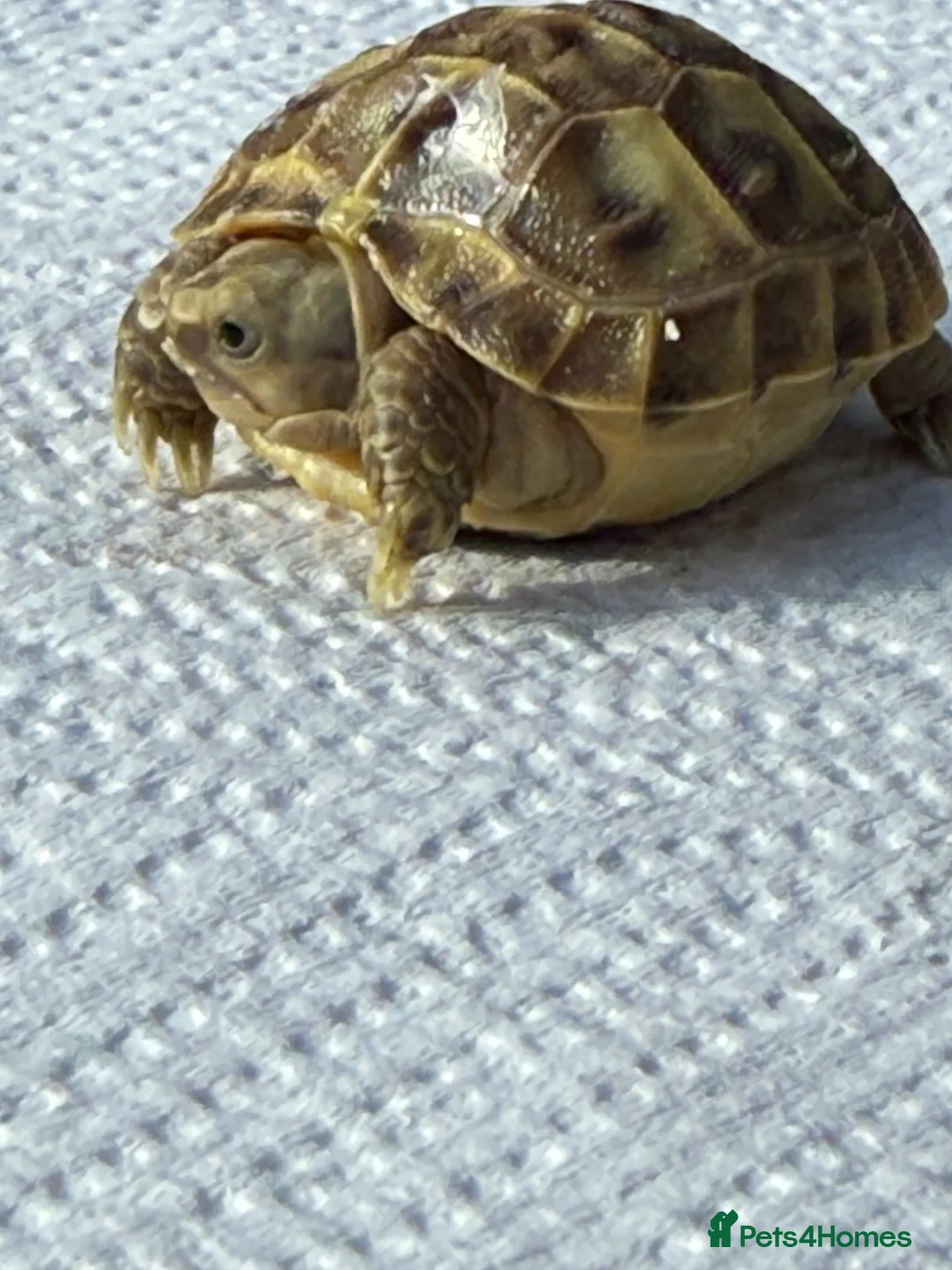 Tortoise reptiles for sale: Baby Horsefield tortoise  - Advert 4