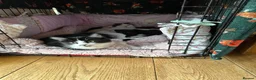 Mixed Breed cats for sale: Lovely kittens looking for their forever human - Advert 1