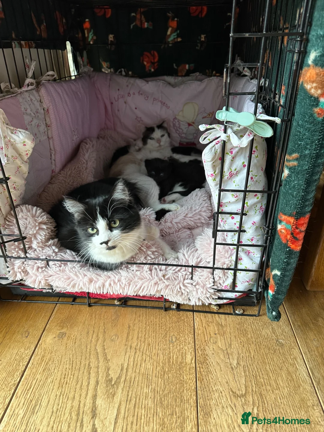 Mixed Breed cats for sale: Lovely kittens looking for their forever human - Advert 1